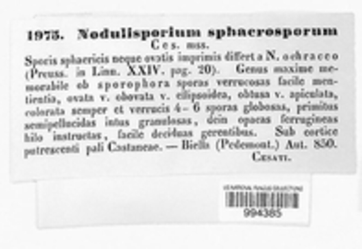Acladium sphaerosporum image